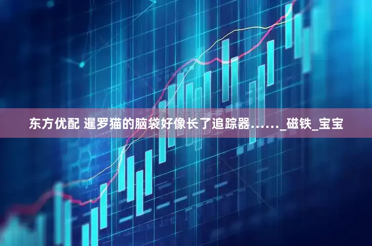 东方优配 暹罗猫的脑袋好像长了追踪器……_磁铁_宝宝